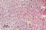 5 -  visione superficiale dei filamenti basali con tricociti terminali e cellule di fusione